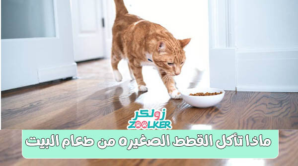 ماذا تأكل القطط الصغيره من طعام البيت