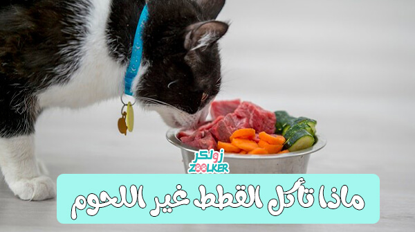 ماذا تأكل القطط غير اللحوم